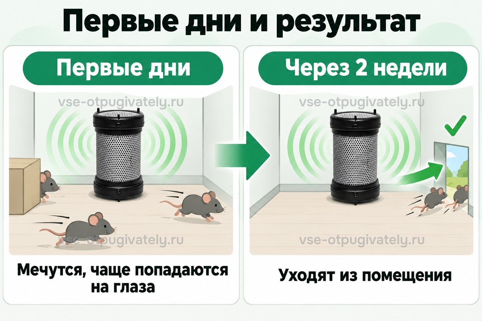 Два этапа работы Чистон 2: в первые дни грызуны мечутся и чаще попадаются на глаза, через две недели уходят из помещения