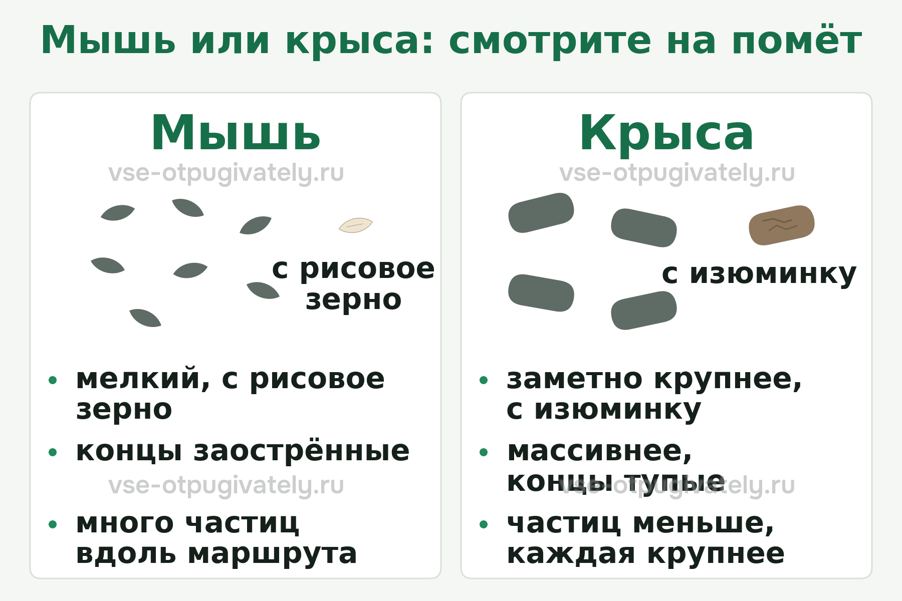 Сравнение помёта: у мыши — мелкий, с рисовое зерно, с заострёнными концами; у крысы — крупнее, с изюминку, с тупыми концами
