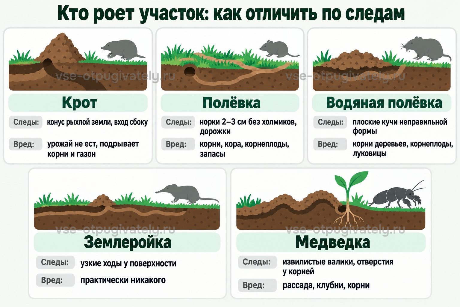 Кто роет участок — следы и вред: крот оставляет конус рыхлой земли с входом сбоку и урожай не ест; полёвка — норки 2–3 см без холмиков и дорожки, грызёт корни, кору, корнеплоды и запасы; водяная полёвка — плоские кучи земли неправильной формы, портит корни деревьев, корнеплоды и луковицы; землеройка — узкие ходы у поверхности, вреда почти нет; медведка — извилистые валики и отверстия у корней, портит рассаду, клубни и корни