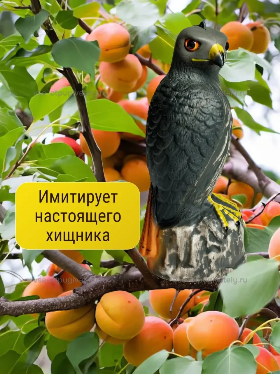 Визуальный отпугиватель птиц «Ястреб» — инфографика: силуэт хищника — ястреб с жёлтыми лапами на ветке абрикоса с плодами имитирует настоящего хищника