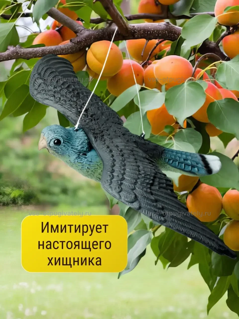 Визуальный отпугиватель птиц «Сокол» — инфографика: силуэт хищника — фигура сокола имитирует настоящего хищника на нити среди веток абрикоса с оранжевыми плодами